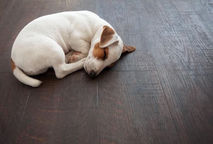 Pet friendly floor Pet friendly floor