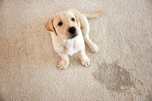 dog accident on carpet