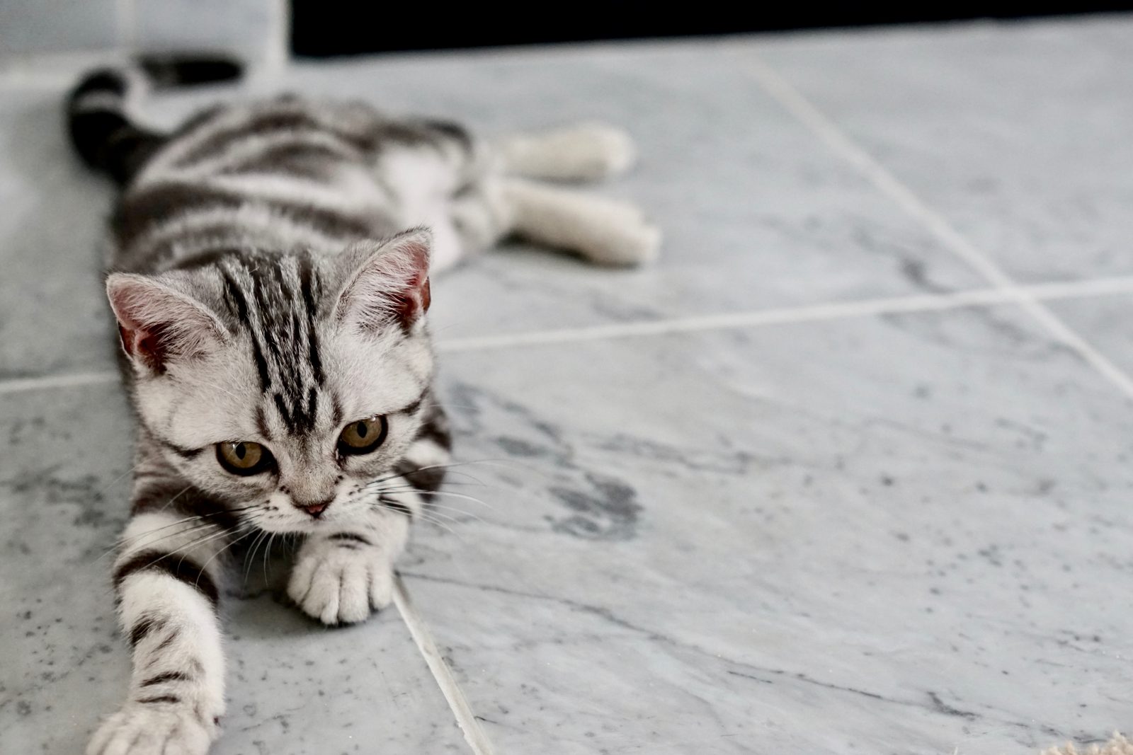 Pet friendly floor Pet friendly floor