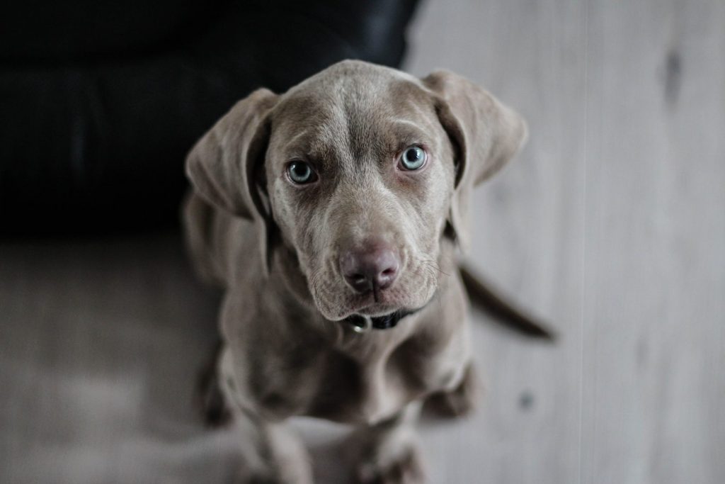 dog on laminate floor