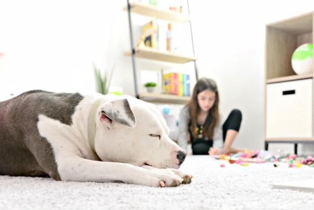 Pet friendly carpet Pet friendly carpet