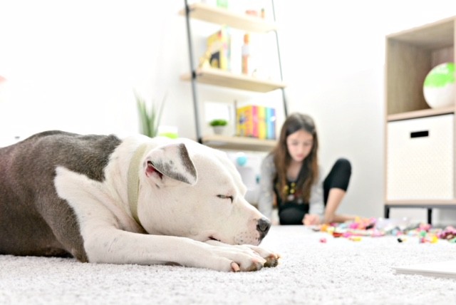 Best Carpet for Pets: Pet-Friendly Carpet Options