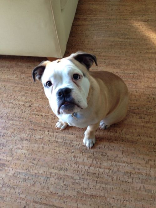 Pet friendly floor Pet friendly floor
