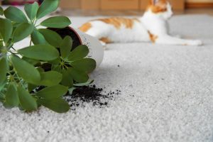 Overturned house plant and cute cat on light carpet