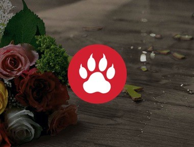 maximum-scratch Revwood Plus | Dolphin Carpet & Tile