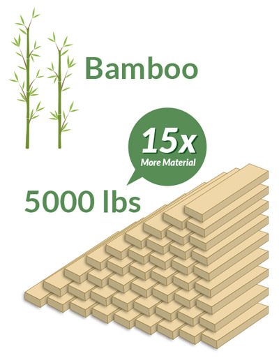 Growth_Rate_Bamboo Growth_Rate_Bamboo | Dolphin Carpet & Tile