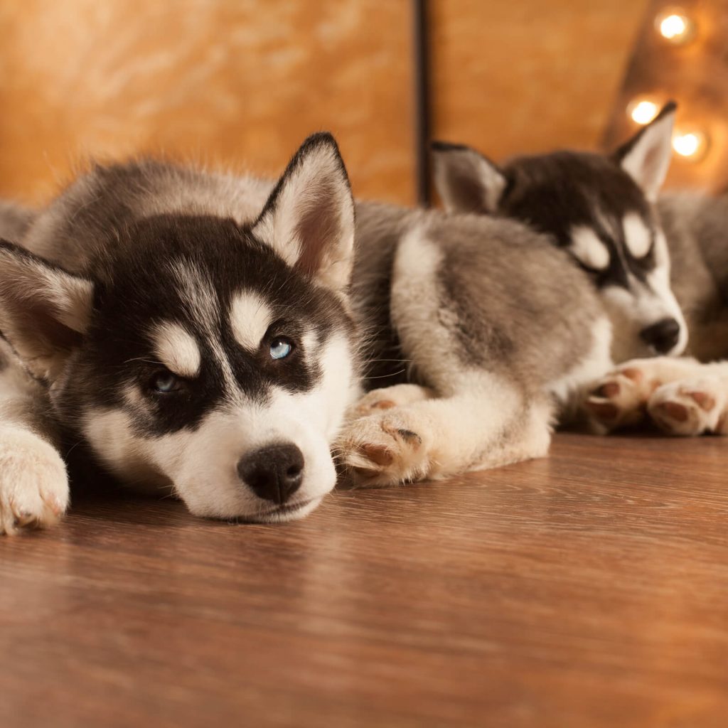 huskys hardwood | Dolphin Carpet & Tile huskys hardwood | Dolphin Carpet & Tile
