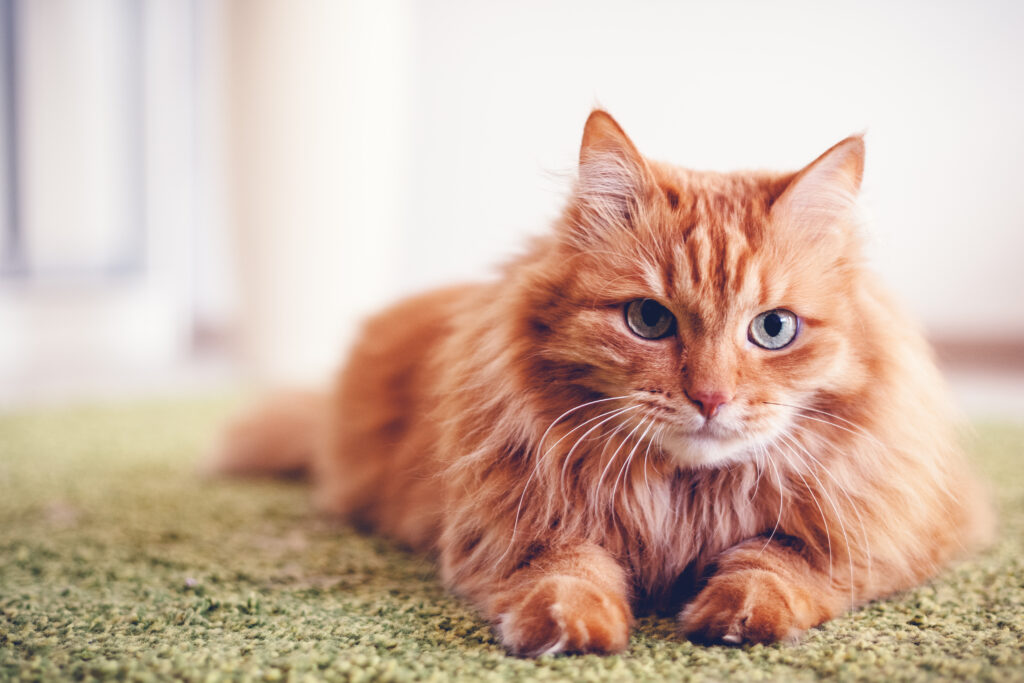 cat on carpet | Dolphin Carpet & Tile