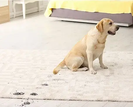 Area-rug-care-img Area-rug-care-img