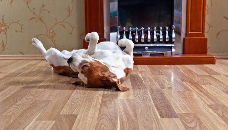 best waterproof laminate flooring for pets Fort Lauderdale, FL