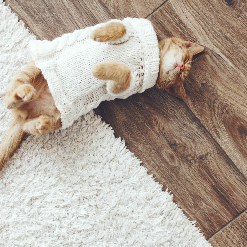 Cat on Hardwood | Dolphin Carpet & Tile