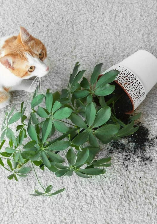 Kitten next to tipped over plant on white carpet